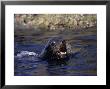 Californian Sea Lion, Threatening, Baja California by Gerard Soury Limited Edition Pricing Art Print