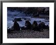 Southern Sea Lion, Males On Beach, Argentina by Gerard Soury Limited Edition Print