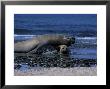 Southern Elephant Seal, Male, Calf, Patagonia by Gerard Soury Limited Edition Print