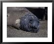 Southern Elephant Seal, Resting, Argentina by Gerard Soury Limited Edition Print