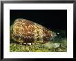 Cone Shell, Underwater, Chinas Southern Sea, Pacific Ocean by Gerard Soury Limited Edition Pricing Art Print