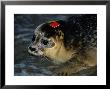 Harbour Seal, Release Of A Seal With Coloured Tags In Baie De Somme, France by Gerard Soury Limited Edition Print