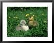 Mute Swan, Branta Canadensis, England by Les Stocker Limited Edition Print