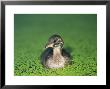 Little Grebe by Les Stocker Limited Edition Print