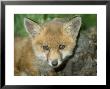 Red Fox, Juvenile by Les Stocker Limited Edition Print