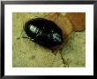 Cuban Burrowing Roach, Female by Sinclair Stammers Limited Edition Print