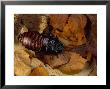 Giant Hissing Cockroach, Male by Sinclair Stammers Limited Edition Print