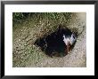 Puffin, Peering From Nest Burrow, Scotland by David Tipling Limited Edition Pricing Art Print