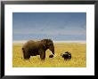 African Elephant (Loxodonta Africana) And Buffalo (Syncerus Caffer) In Grassland, Tanzania by Ariadne Van Zandbergen Limited Edition Print