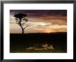 Lions At Sunset, Tanzania by Ariadne Van Zandbergen Limited Edition Print