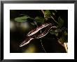 Eastern Striped-Bellied Sand Snakes, Zanzibar by Ariadne Van Zandbergen Limited Edition Print