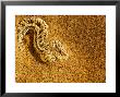 Peringueys Adder Buried Beneath The Sand With Its Eyes Exposed To Ambush Small Lizards, Namibia by Ariadne Van Zandbergen Limited Edition Print