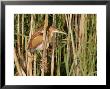 Least Bittern, Ile Bizard, Canada by Robert Servranckx Limited Edition Print