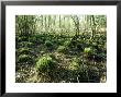Tufts Of Grass Sprouting Two Weeks After Fire, Sussex, Uk by Ian West Limited Edition Print