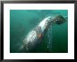 Basking Shark, Caught In Gill Net, Uk by Mark Webster Limited Edition Print