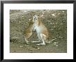 Agile Wallaby, Mother With Young, Australia by Eric Woods Limited Edition Pricing Art Print