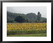Field Of Sunflowers Near Ferrassieres, Drome, Rhone Alpes, France by Michael Busselle Limited Edition Pricing Art Print