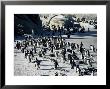 Penguins At Boulder Beach In Simon's Town, Near Cape Town, South Africa, Africa by Yadid Levy Limited Edition Print