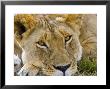 Male Lion In The Late Afternoon, Maasai Mara, Kenya by Joe Restuccia Iii Limited Edition Print