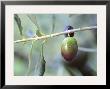 Olive Tree Branch And Chateau Mont-Redon, Chateauneuf-Du-Pape, Vaucluse, Provence, France by Per Karlsson Limited Edition Print