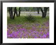 Agave In Field Of Texas Blue Bonnets, Phlox And Oak Trees, Devine, Texas, Usa by Darrell Gulin Limited Edition Print