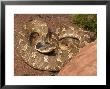 Eastern Hognose Snake Showing Excited Cobra-Like Flaring Of The Neck, Eastern Us by Maresa Pryor Limited Edition Print