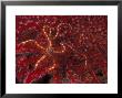 Battle Star On Coral by Michele Westmorland Limited Edition Print