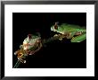 Red-Eyed Tree Frogs, Barro Colorado Island, Panama by Christian Ziegler Limited Edition Pricing Art Print