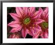 Ice Plant Flowers, California, Usa by Gavriel Jecan Limited Edition Print