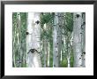 Aspen Grove, Colorado, Usa by Julie Eggers Limited Edition Pricing Art Print