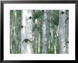 Aspen Grove, Colorado, Usa by Julie Eggers Limited Edition Print