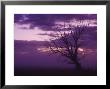 Tree, Alexandra, Central Otago, South Island, New Zealand, Pacific by Jochen Schlenker Limited Edition Pricing Art Print