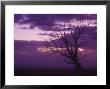 Tree, Alexandra, Central Otago, South Island, New Zealand, Pacific by Jochen Schlenker Limited Edition Print