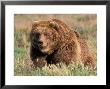 Grizzly Or Brown Bear, Kodiak Island, Alaska, Usa by Art Wolfe Limited Edition Print