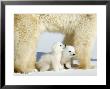 Polar Bear Mother With Twin Cubs, Wapusk National Park, Churchill, Manitoba, Canada by Thorsten Milse Limited Edition Print