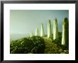 Landscape Made Of Green Vegetables by Hartmut Seehuber Limited Edition Pricing Art Print