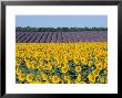 Sunflower Fields, Provence, France by Steve Vidler Limited Edition Print
