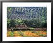 Landscape Of Andalucia, Spain by Peter Adams Limited Edition Print
