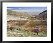 Niha, Bekaa Valley, Lebanon by Ivan Vdovin Limited Edition Print