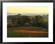 Vineyard From Artesa Winery, Los Carneros, Napa Valley, California by Janis Miglavs Limited Edition Pricing Art Print