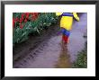 Boy Jumping Through Mud Puddles Along Tulip Fields, Willamette Valley, Oregon, Usa by Janis Miglavs Limited Edition Print