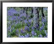 Lupine And White Oak In The Columbia Gorge, Oregon, Usa by Chuck Haney Limited Edition Print