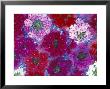 Verbena Floating Flowers, Sammamish, Washington, Usa by Darrell Gulin Limited Edition Print