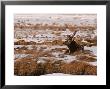 Elk At Jackson Hole, National Elk Refuge, Wyoming, Usa by Dee Ann Pederson Limited Edition Print