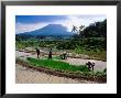 Villagers Work At Transplanting Seedlings, Iseh, Bali, Indonesia by Richard I'anson Limited Edition Print