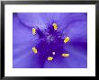 Close View Of Stamen Of A Blue Flower, Groton, Connecticut by Todd Gipstein Limited Edition Print