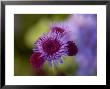 Close View Of A Lavender Flower, Groton, Connecticut by Todd Gipstein Limited Edition Print