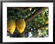 Lemons Hanging From A Lemon Tree For Sale As Local Produce On The Amalfi Coast In Ravello, Italy by Richard Nowitz Limited Edition Print