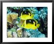 Two Fourspot Butterflyfish, Takapoto Atoll, French Polynesia by Tim Laman Limited Edition Pricing Art Print