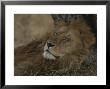 African Lion, Adult Male With Full Mane, Sleeping by John Eastcott & Yva Momatiuk Limited Edition Print